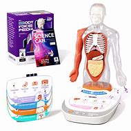 Image result for Interactive Human Body