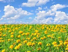 Image result for Sunny Flower Field
