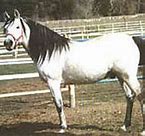 Image result for Persian Horse Breed