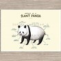 Image result for Giant Panda Anatomy