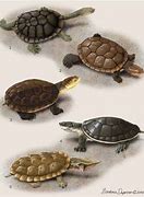 Image result for Batrachemys Chelidae