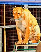Image result for ligers facts