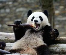 Image result for Panda Bamboo Shoots