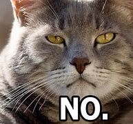 Image result for Cat Says No