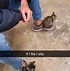 Image result for Cat Stories Funny