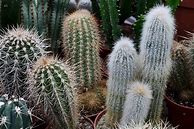 Image result for Cactus Tall Cylindrical