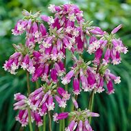 Image result for Dichelostemma Pink Diamond