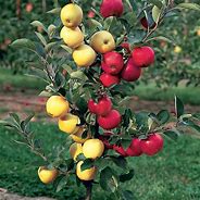 Image result for Can You Mix Different Types of Apple Trees