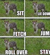 Image result for Of Course Cat Meme