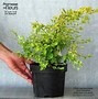 Image result for Spiraea vanhouttei Gold Fountain