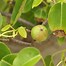 Image result for Manchineel Tree Range in Florida
