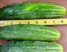 Image result for What Is 8 Inches