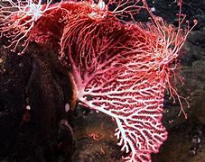 Image result for Red Coral