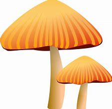 Image result for Tall Mushroom Clip Art