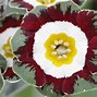 Image result for Primula auricula Lord Saye and Sele
