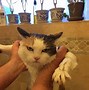 Image result for Cat Silly Mode