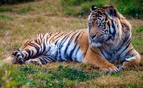 Image result for World Big Tiger
