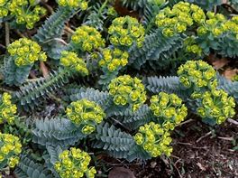 Image result for Euphorbia myrsinites
