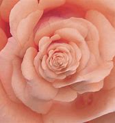 Image result for Cute Roses Aesthetic Backgrounds