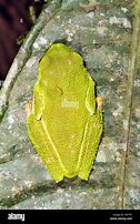 Image result for Ecuador Leaf Frog