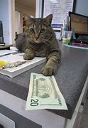 Image result for Banker Cat Meme