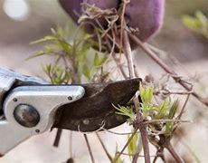 Image result for Winter Pruning Clematis