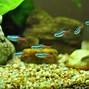 Image result for Aquarium Neon Fish Wallpaper