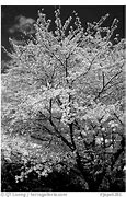 Image result for Japanese Cherry Tree Black