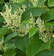 Image result for Japanese Knotweed