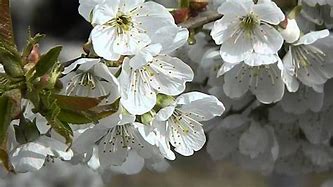 Image result for Prunus avium Pollux