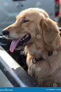 Image result for Dog Golden Retriever Tongue