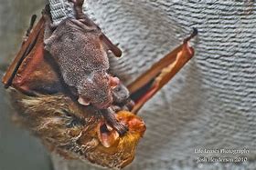 Image result for Eastern Red Bat