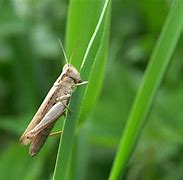 Image result for Eat Crickets