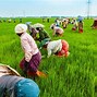 Image result for Sustainable Agriculture Rice Farm
