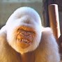 Image result for Top Ten Funny Animals
