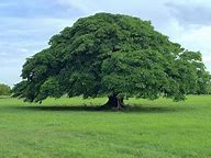 Image result for árbol