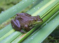 Image result for Bull Frog Front View