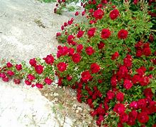 Image result for Roses On Vines