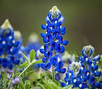 Image result for Texas State Flower