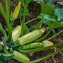 Image result for Different Kinds of Zucchini