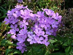 Image result for Phlox paniculata Amethyst