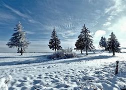 Image result for Winter Snow Trees