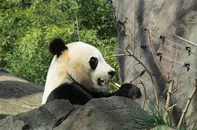 Image result for Panda Names Boy