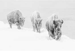 Image result for Winter Buffalo New York United States