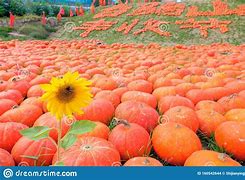 Image result for Harvest Festival Orange