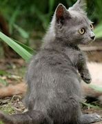 Image result for Blue Munchkin Cat