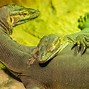 Image result for Largest Komodo Dragon