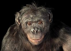 Image result for Kanzi the Bonobo