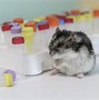 Image result for Colors of Hamsters