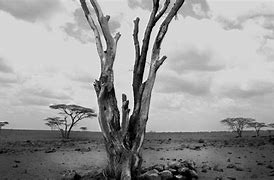 Image result for Kenya Deforestation